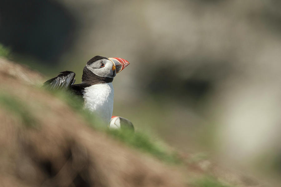 Atlantic Puffin (fratercula Arcitica) #3 Photograph by Sarah Darnell