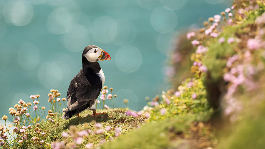 Atlantic Puffin #3 Photograph by Peter Krocka