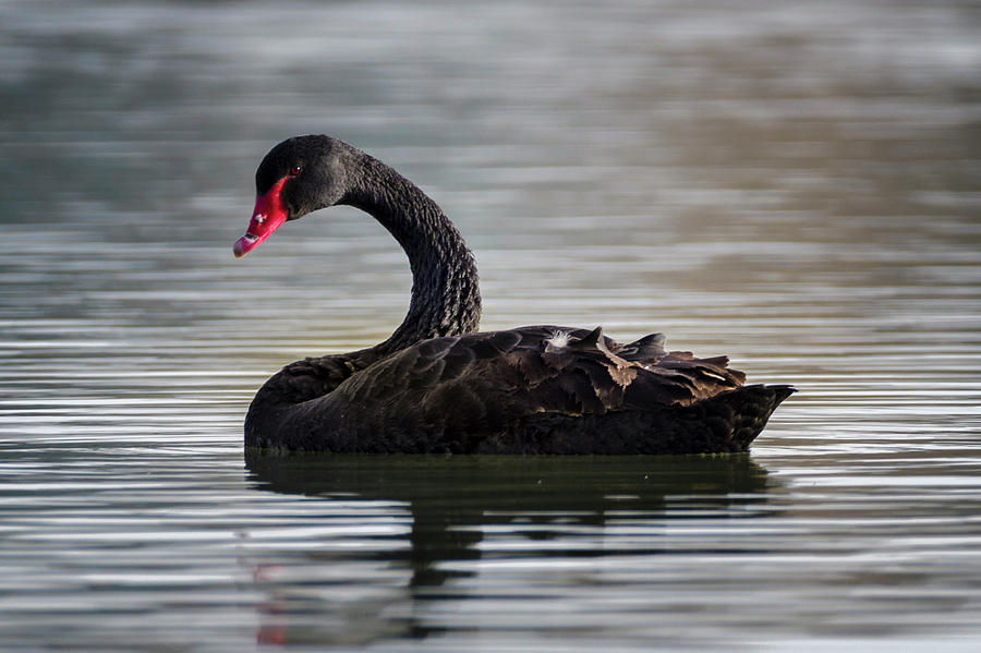 Australian Black Swan Zhangye Wetland Park Gansu China #3 Photograph by Adam Rainoff