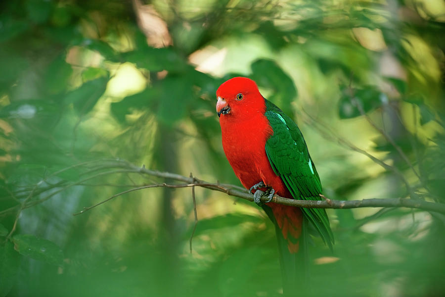 Australian King Parrot. by Rob D Imagery Australian King Parrot. by Rob D Imagery