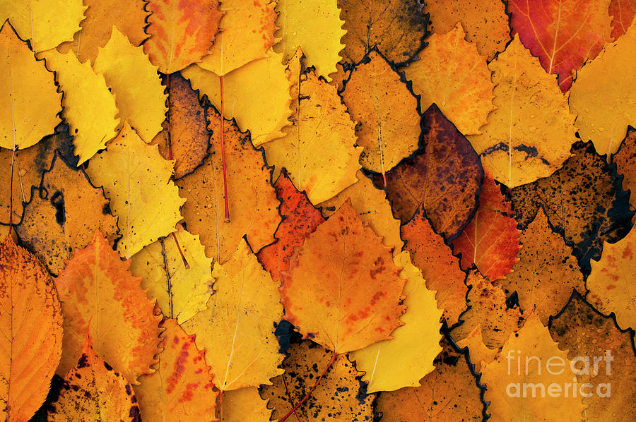 Autumn Birch Leaves  #3 Photograph by Jim Corwin