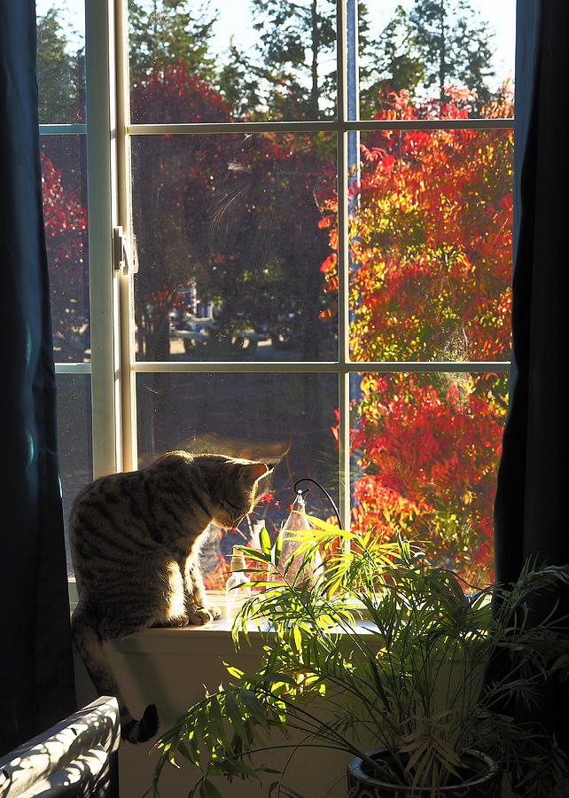 Autumn Cat View #4 Photograph by Richard Thomas