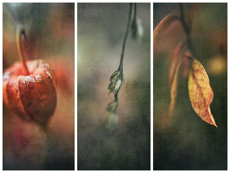 Autumn Impression #3 Photograph by Ulrike Eisenmann