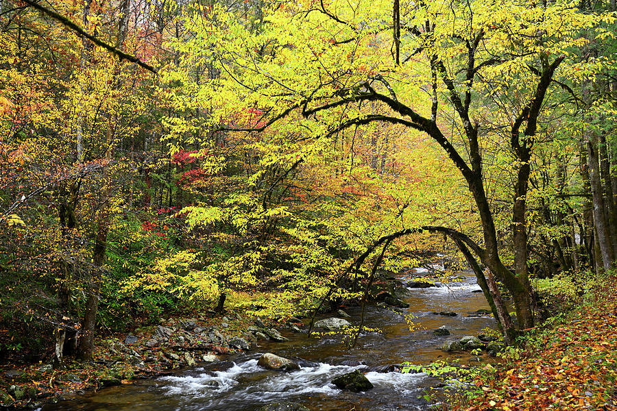 Autumn in Great Smoky Mountains #3 Photograph by Darrell Young