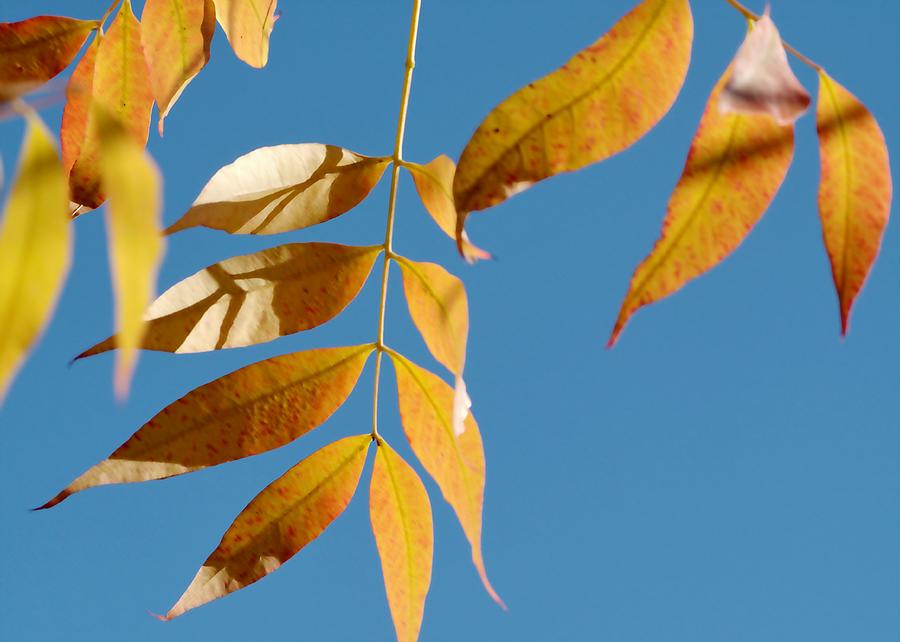 Autumn Leaves Blue Sky Photograph