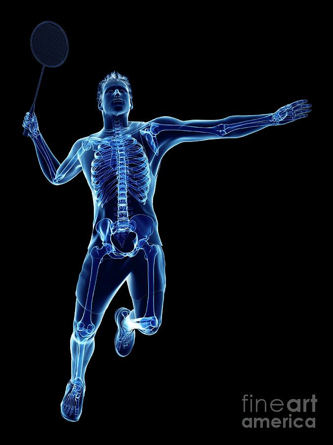 Sports Photograph - Badminton Players Skeleton #3 by Sebastian Kaulitzki/science Photo Library