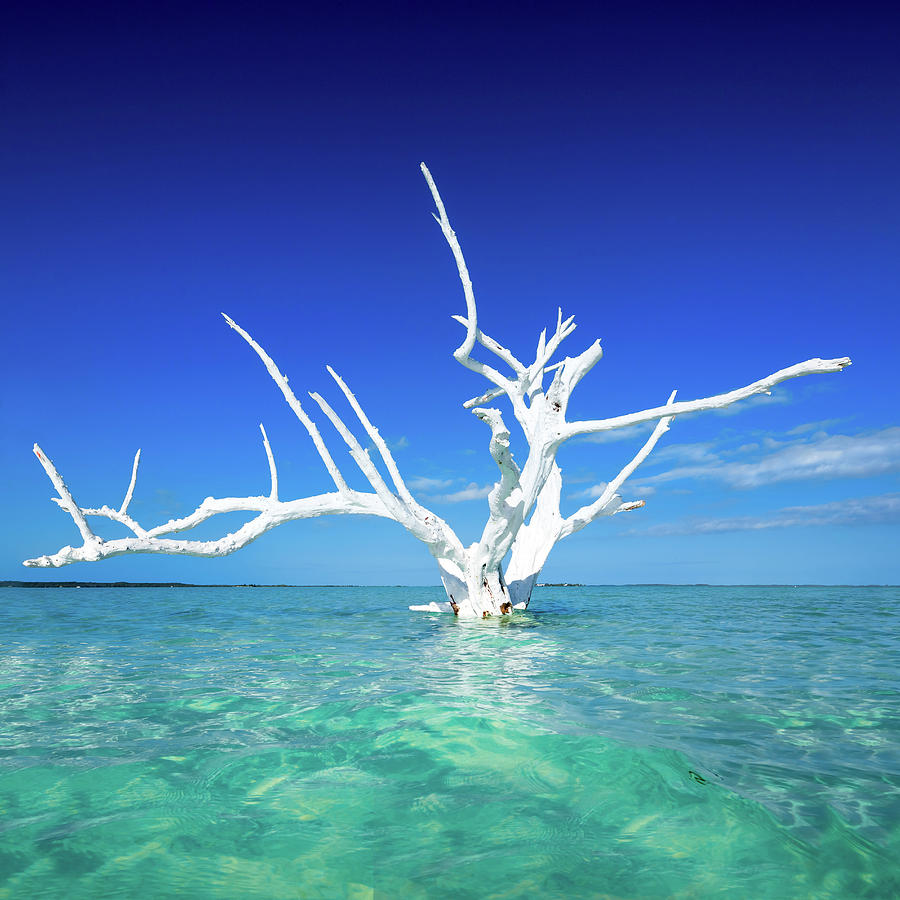 Bahamas, Harbor Island, Caribbean Sea, Atlantic Ocean, Caribbean #3 Digital Art by Pietro Canali