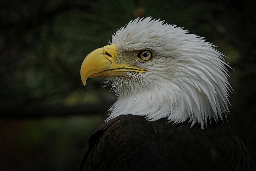 Bald Eagle #3 Photograph by Ernest Echols