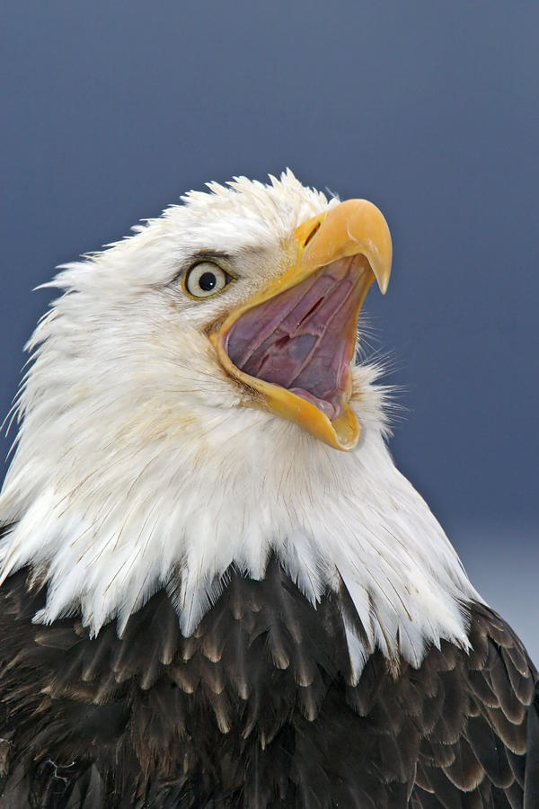 Bald Eagle #3 Photograph by James Zipp