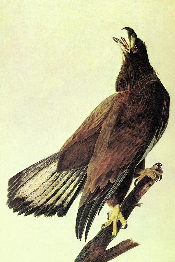 Bald Eagle #3 Painting by John James Audubon