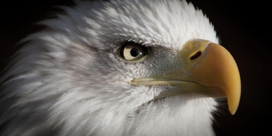 Bald Eagle #3 Photograph by Simon Wrigglesworth
