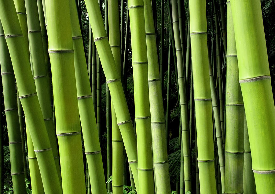 Bamboo #3 Photograph by Enjoynz