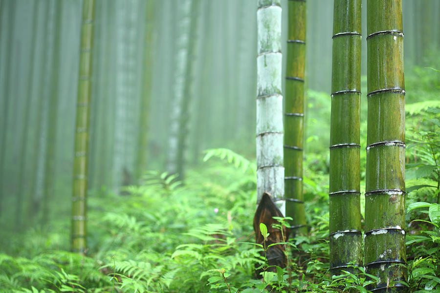 Bamboo Grove #3 Photograph by Bihaibo