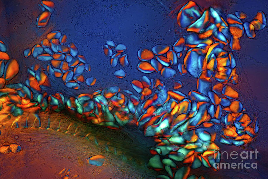 Banana Starch Grains #3 Photograph by Marek Mis/science Photo Library
