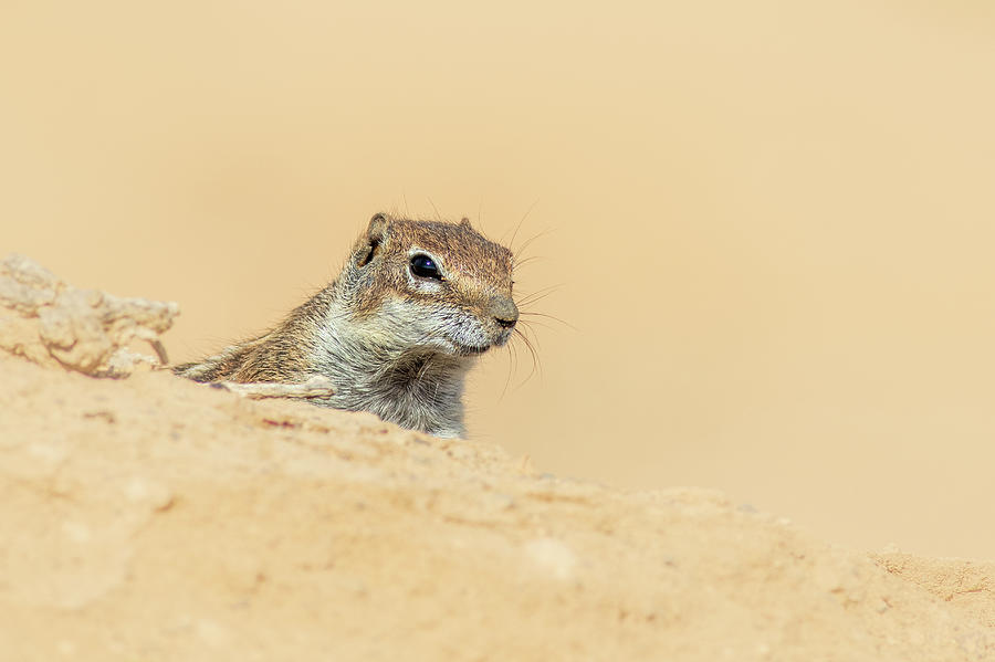  Barbary ground squirrel #5 Photograph by Chris Smith