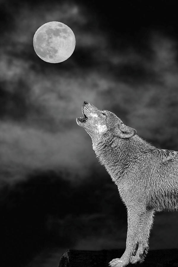 Bark at the moon - paintography #3 Photograph by Dan Friend