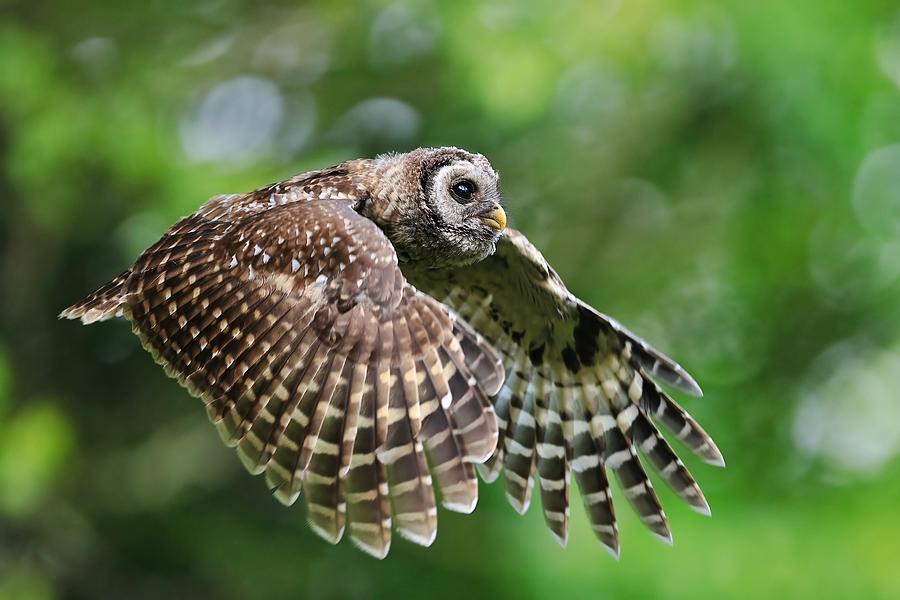 Barred Owl #3 Photograph by Gavin Lam