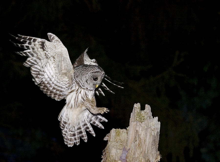 Barred Owl #3 Photograph by James Zipp