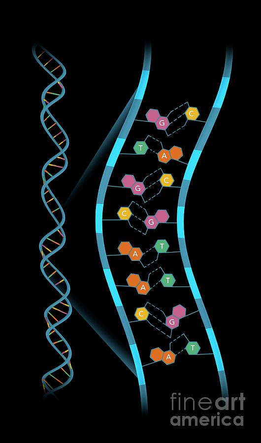 Base-pair Structure Of Dna #3 Photograph by Mikkel Juul Jensen / Science Photo Library