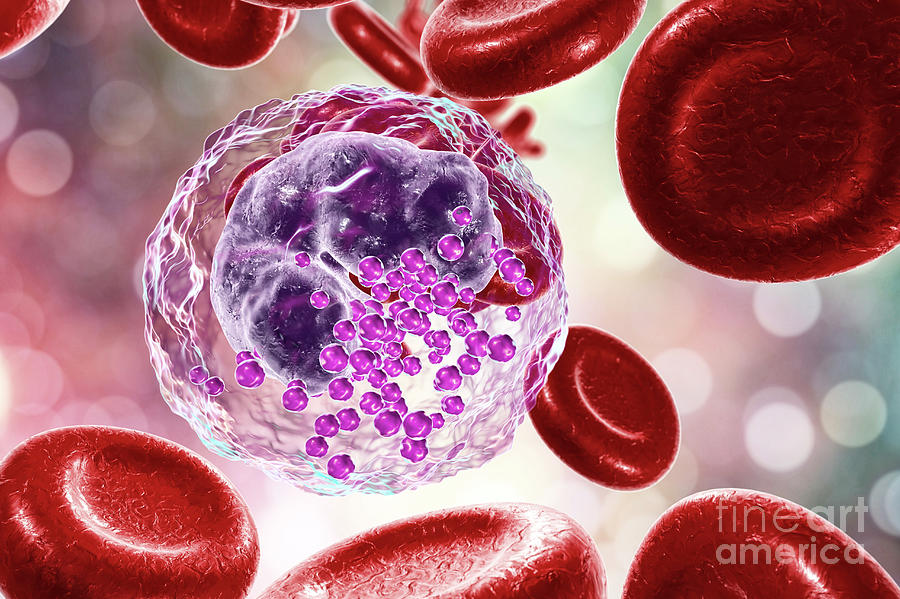 Basophil White And Red Blood Cell #3 Photograph by Kateryna Kon/science Photo Library