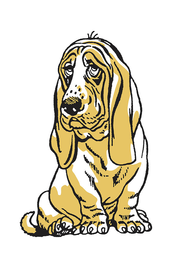 Vintage Drawing - Basset Hound #3 by CSA Images