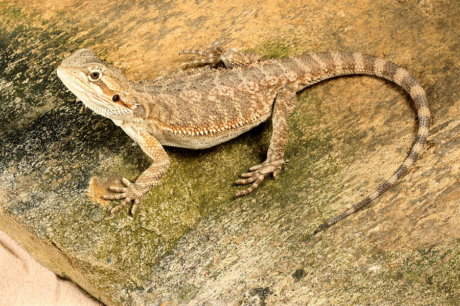 Bearded Dragon Pogona Sp Photograph by David Kenny - Pixels