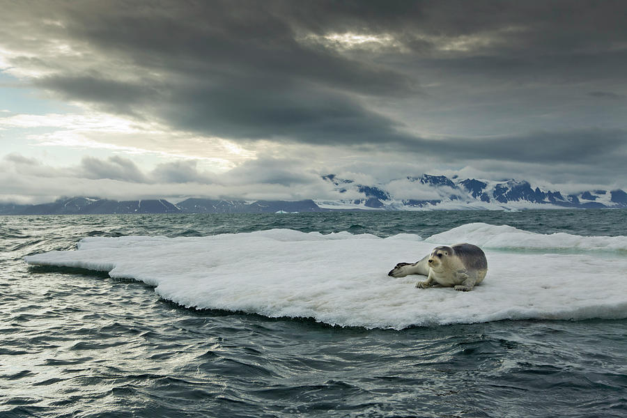 Bearded Seal, Svalbard, Norway #3 Photograph by Paul Souders