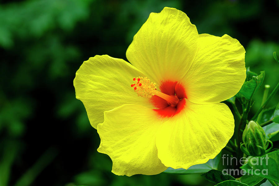 Beautiful Hibiscus #3 Photograph by Raul Rodriguez