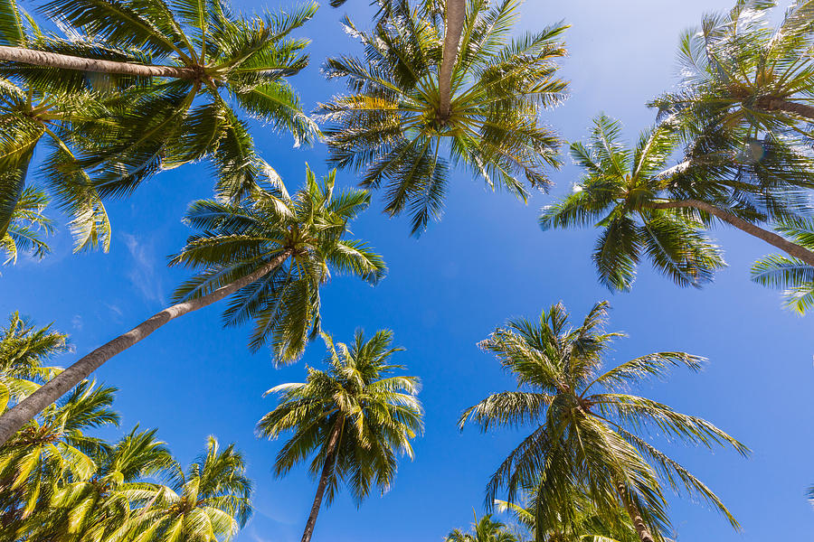 Beautiful Palm Trees On The Beautiful Photograph by Levente Bodo - Fine ...