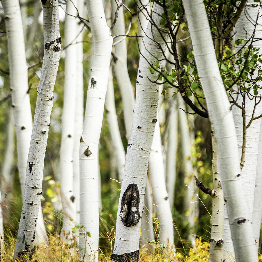 Beautiful pictures Apen Trees Photograph by Dawn Romine - Fine Art America