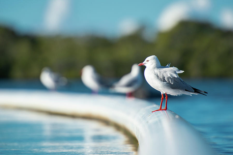 Beautiful Seagull by Rob D Imagery Beautiful Seagull by Rob D Imagery