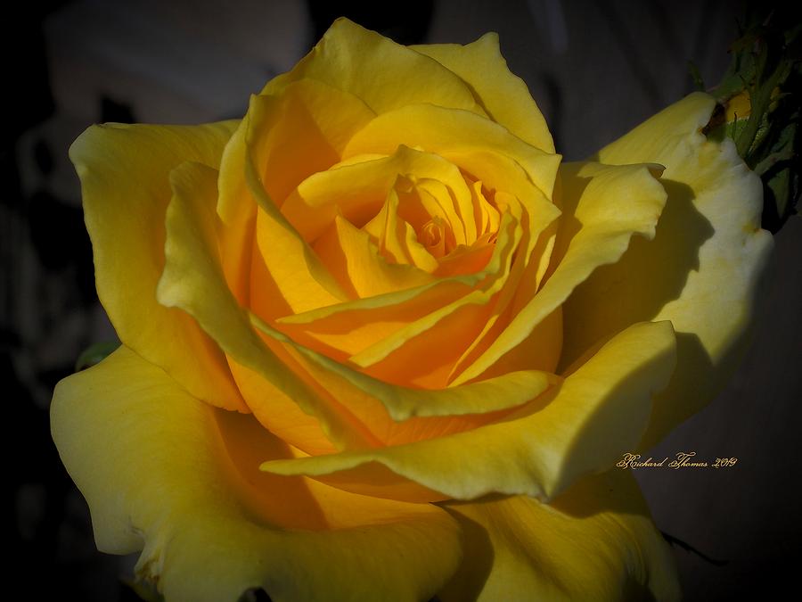 Beautiful Yellow Rose #2 Photograph by Richard Thomas