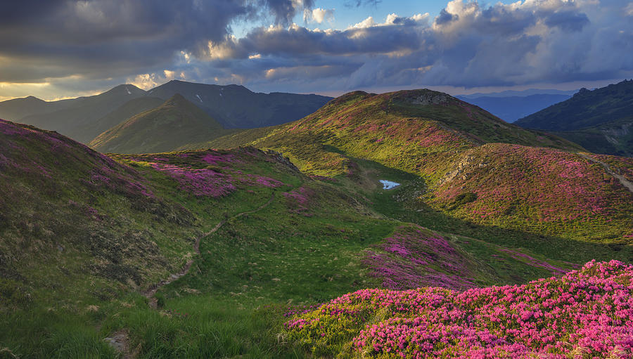 Landscape Photograph - Beauty Rhododendron In High Mountains #3 by Ivan Kmit