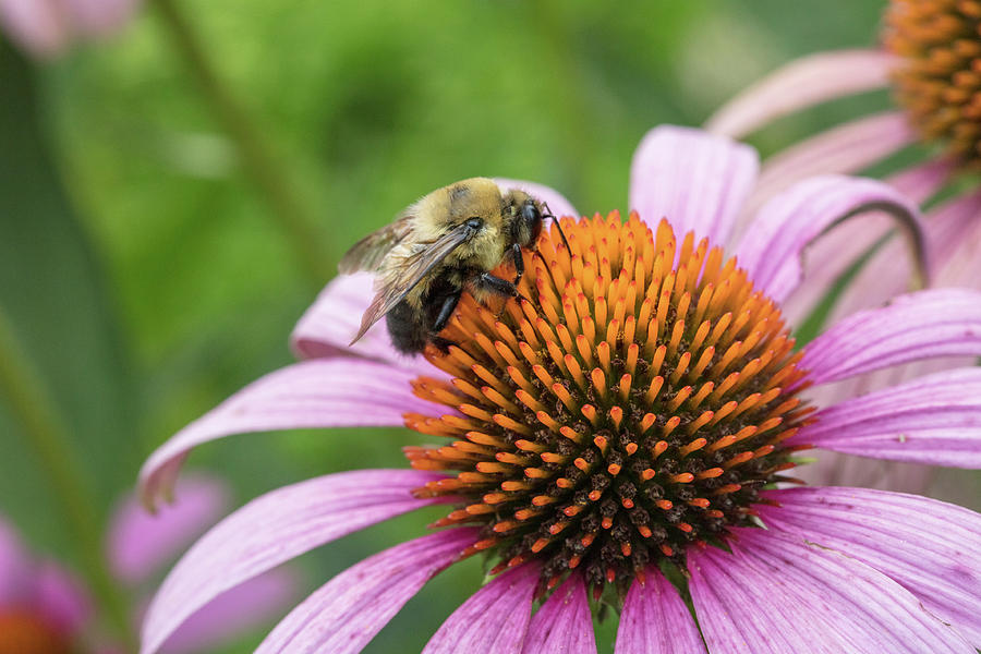 Bee Photograph By Angela Harrison - Fine Art America