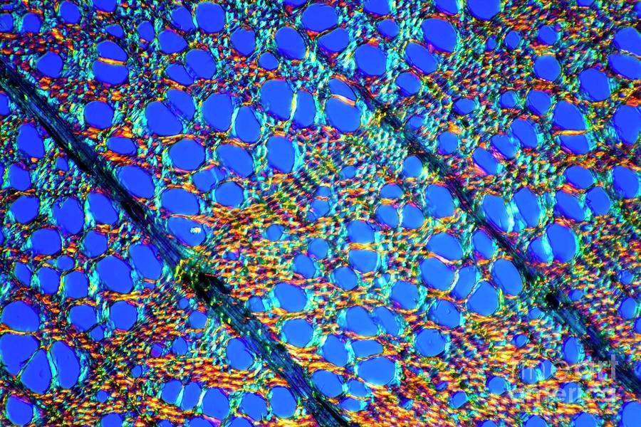 Plant Photograph - Beech Tree Stem by Dr Keith Wheeler/science Photo Library Plant Photograph - Beech Tree Stem by Dr Keith Wheeler/science Photo Library