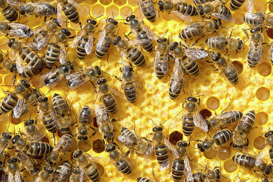 Bees On Honeycomb Photograph