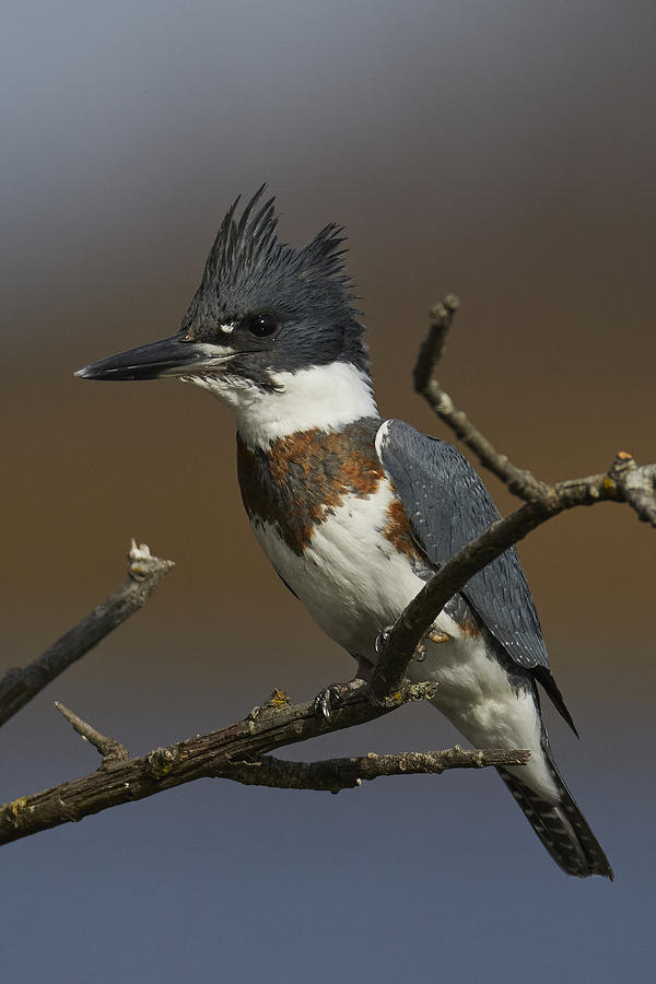 Nature Photograph - Belted Kingfisher #3 by Johnny Chen