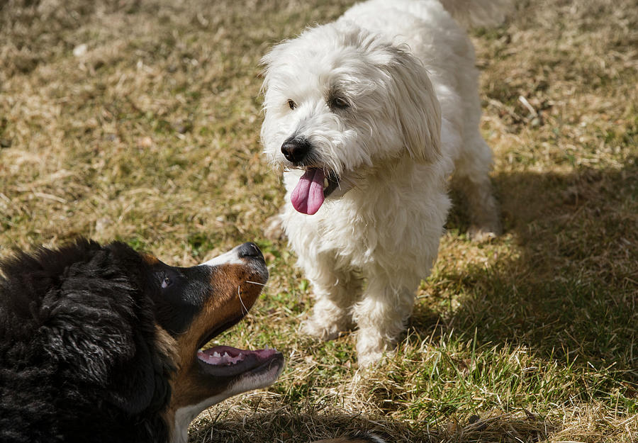 Animal Digital Art - Bernese Mountain Dog Puppy And Maltese Poodle Playing Together In A Park. #3 by Max Bailen