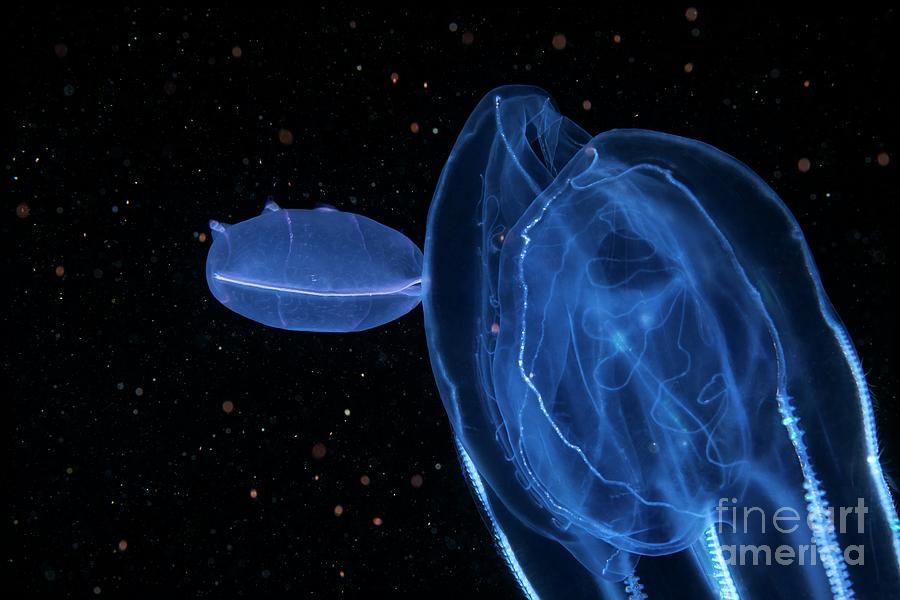 Beroe Comb Jelly Feeding Photograph by Alexander Semenov/science Photo ...