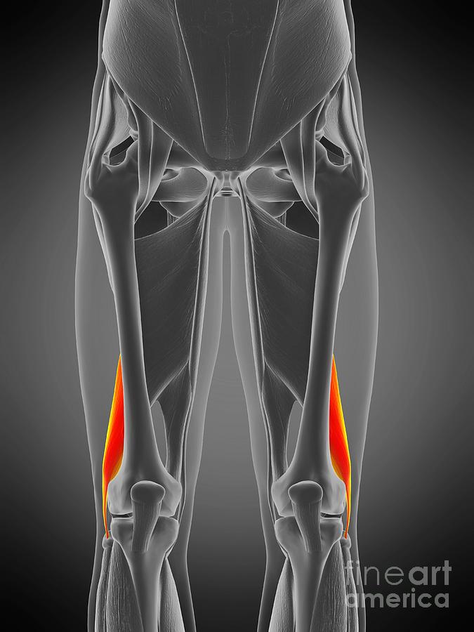 Biceps Femoris Short Muscle #3 by Sebastian Kaulitzki/science Photo Library