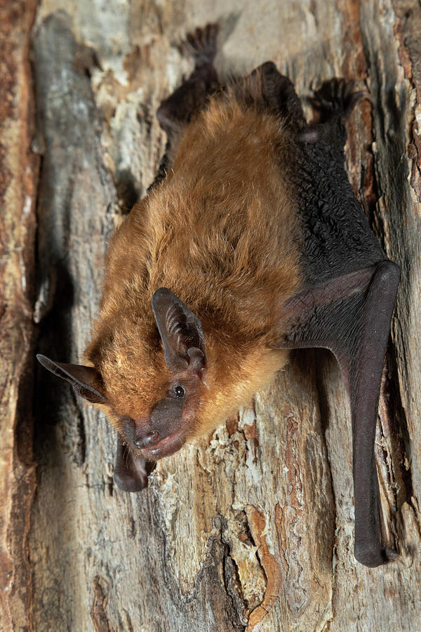 Big Brown Bat #3 Photograph by Ivan Kuzmin