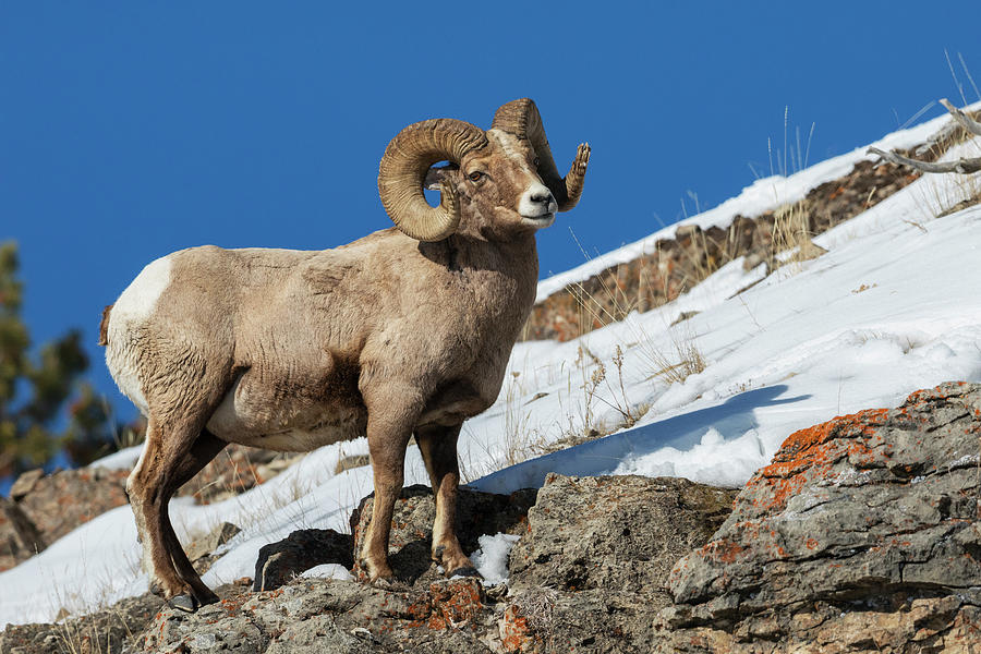 Bighorn Sheep Ram Photograph by Ken Archer - Fine Art America