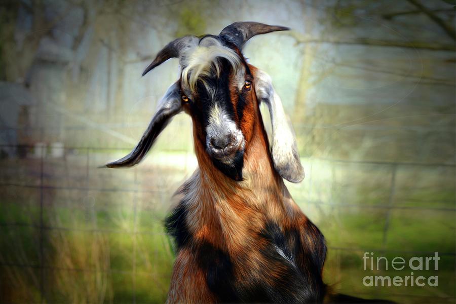 Billy Goat Digital Art By Savannah Gibbs Pixels