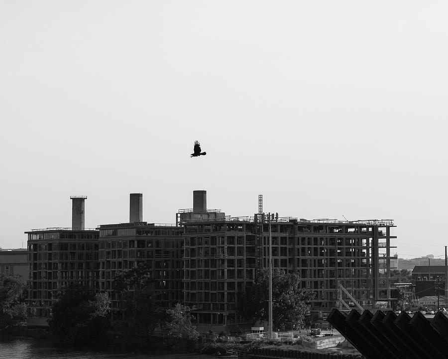 Birds of a Feather by Kolter Gunn Birds of a Feather by Kolter Gunn