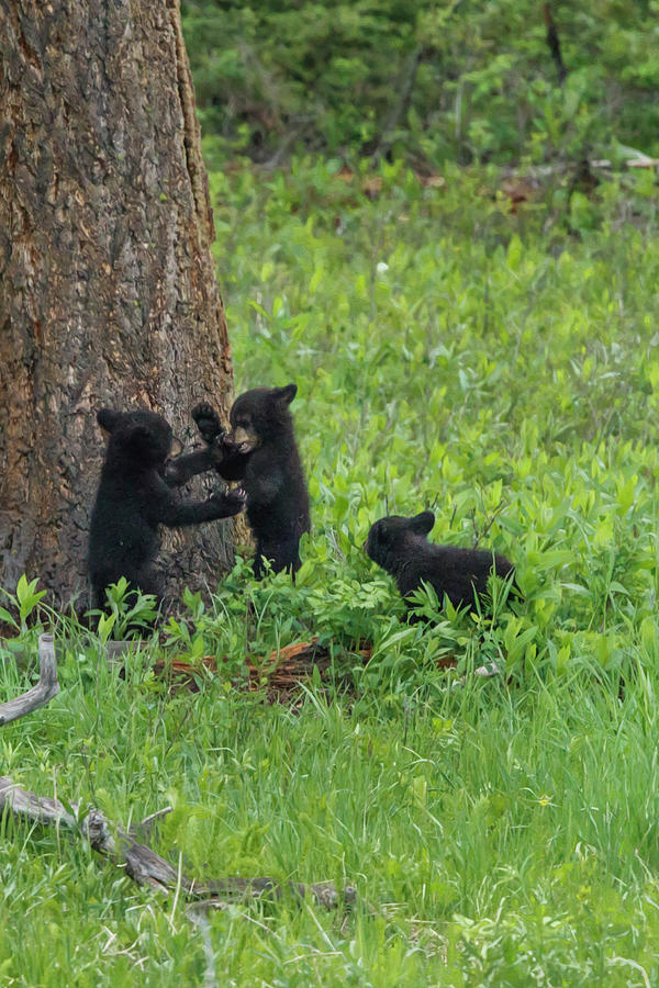 Black Bear Photograph - 3 Black Bear Cubs (ynp) by Galloimages Online