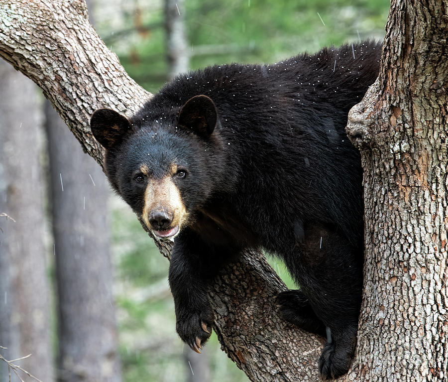 Black Bear in Dogwood Tree #1 Photograph by David Oppenheimer