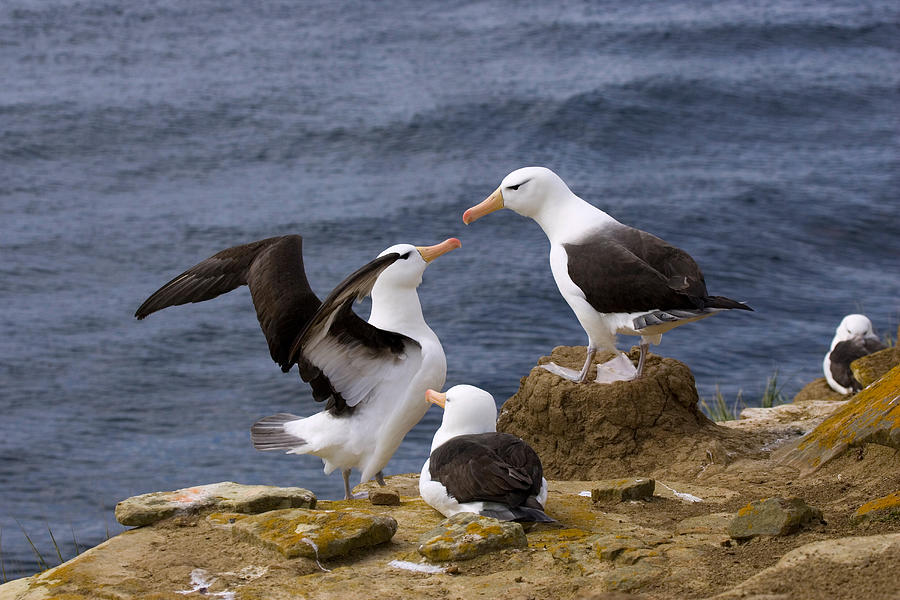 Black-browed Albatrosses #3 Photograph by David Hosking