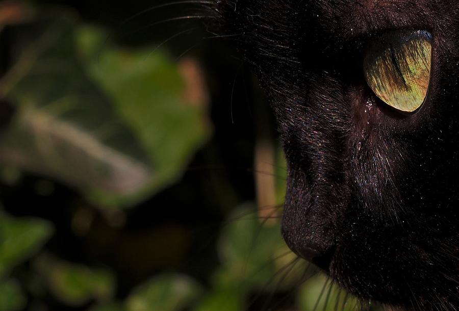 Black cat by Eye to Eye Xperience Black cat by Eye to Eye Xperience