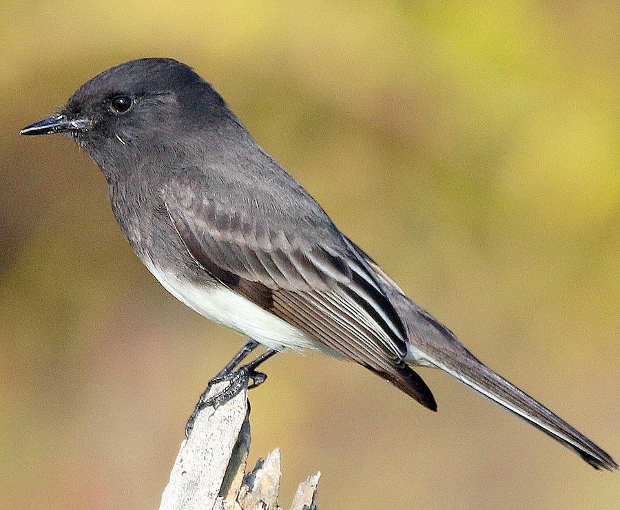 Black Phoebe Photograph by Rob Wallace Images - Fine Art America