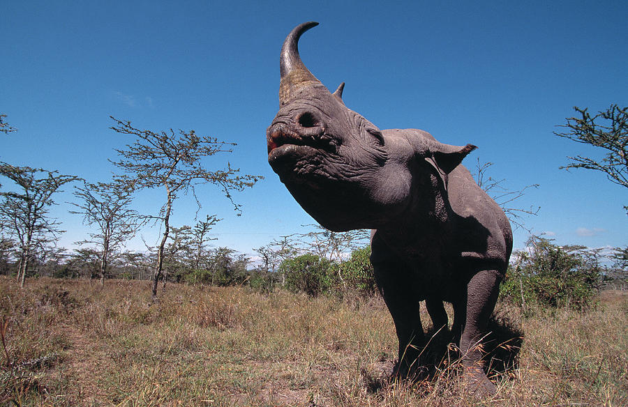 Black Rhinoceros Diceros Bicornis Kenya #3 Photograph by Nhpa